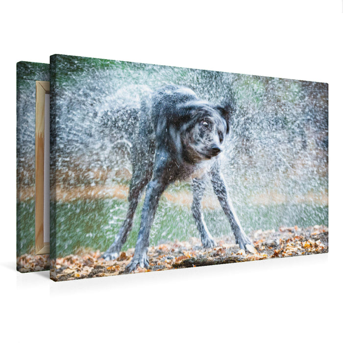 Premium Textil-Leinwand Premium Textil-Leinwand 75 cm x 50 cm quer Ein Motiv aus dem Kalender Gut geplant - mit Hunden durch´s Jahr