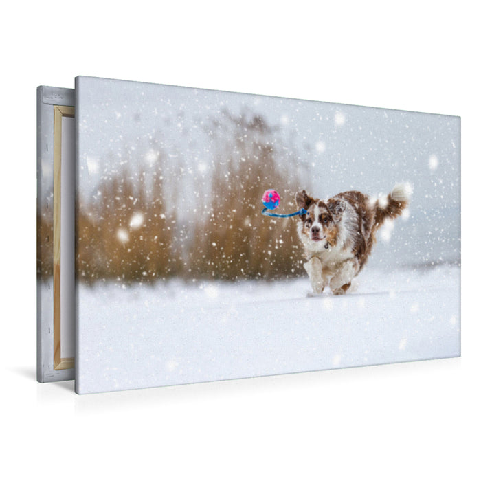 Premium Textil-Leinwand Premium Textil-Leinwand 120 cm x 80 cm quer Australian Shepherd im Schnee