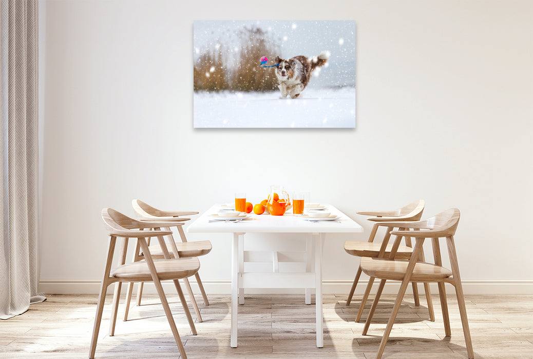 Premium Textil-Leinwand Premium Textil-Leinwand 120 cm x 80 cm quer Australian Shepherd im Schnee