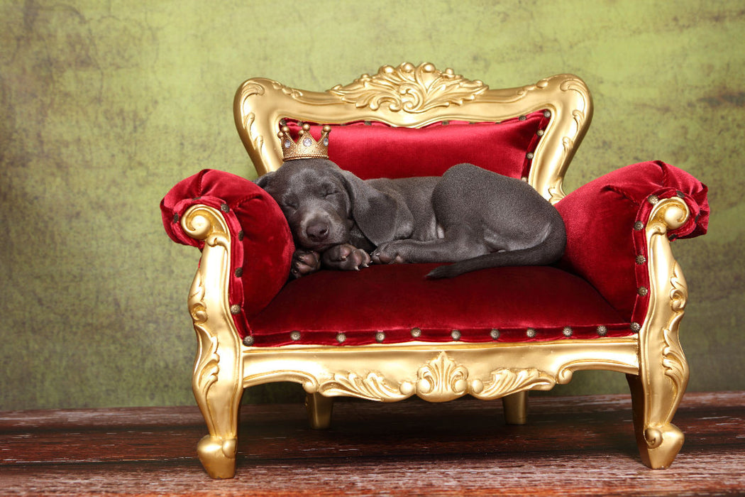 Premium Textil-Leinwand Premium Textil-Leinwand 120 cm x 80 cm quer Weimaraner Welpe / Weimaraner Puppy