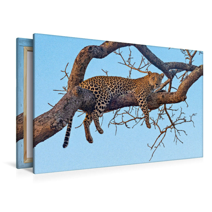 Premium Textil-Leinwand Premium Textil-Leinwand 120 cm x 80 cm quer Wilder Leopard auf Baum