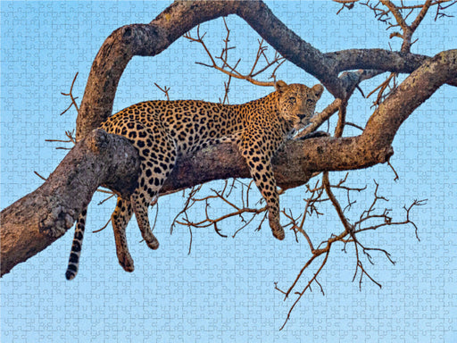 Wilder Leopard auf Baum - CALVENDO Foto-Puzzle - calvendoverlag 29.99