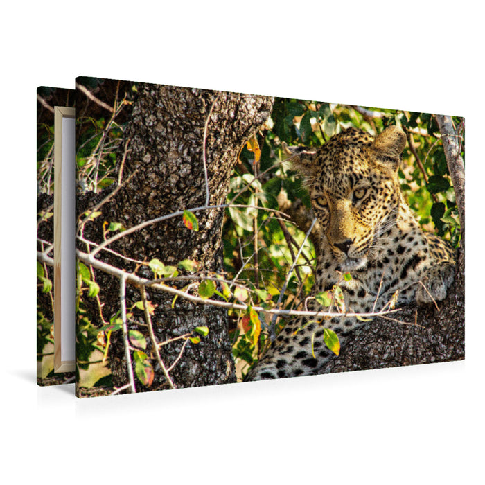 Premium Textil-Leinwand Premium Textil-Leinwand 120 cm x 80 cm quer Wilder Leopard auf Baum