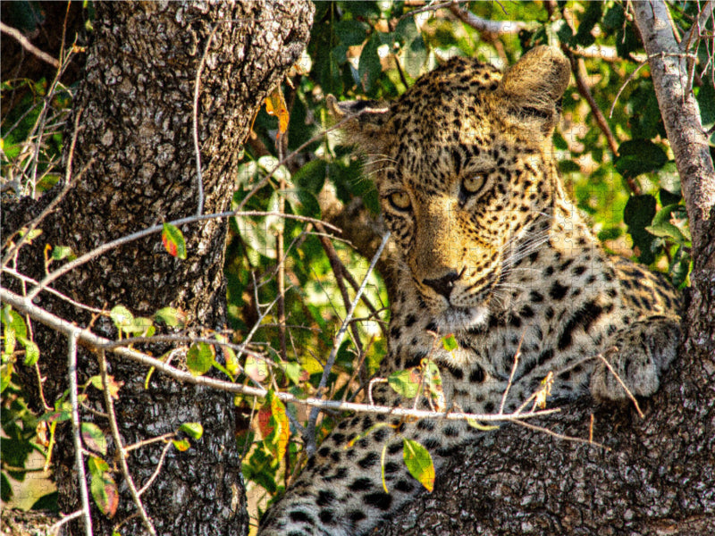 Wilder Leopard auf Baum - CALVENDO Foto-Puzzle - calvendoverlag 29.99