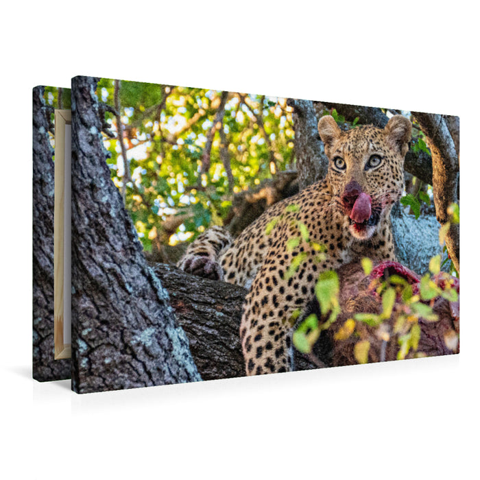 Premium Textil-Leinwand Premium Textil-Leinwand 90 cm x 60 cm quer Wilder Leopard auf Baum