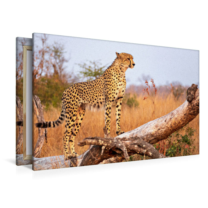 Premium Textil-Leinwand Premium Textil-Leinwand 120 cm x 80 cm quer Wilder Gepard auf Baum