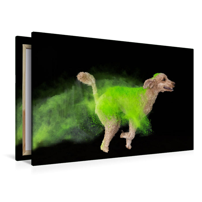 Premium textile canvas Premium textile canvas 120 cm x 80 cm landscape King Poodle with bright green Holi powder 