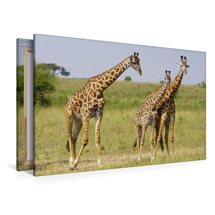 Premium textile canvas Premium textile canvas 120 cm x 80 cm landscape giraffes 