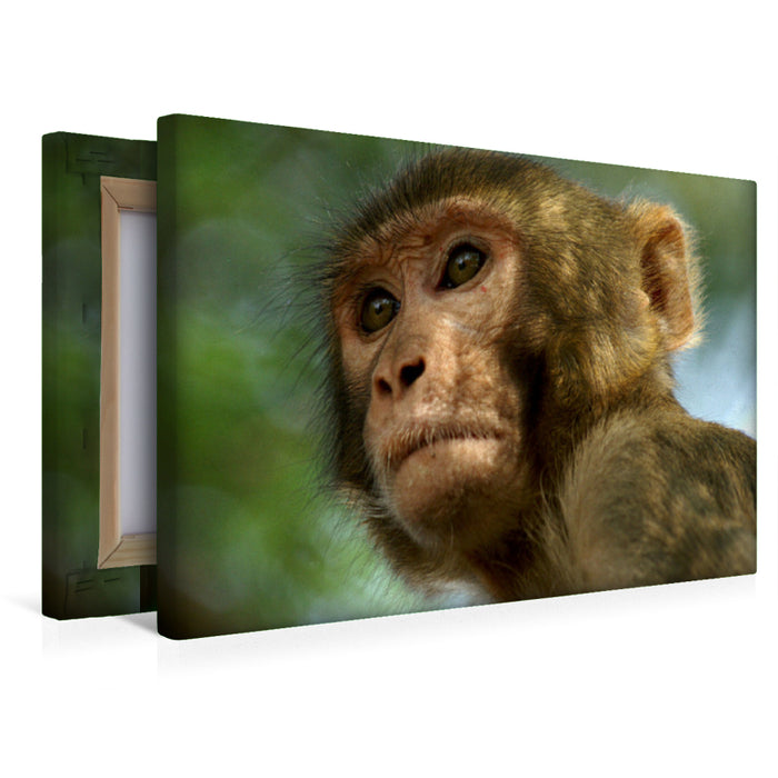 Toile textile premium Toile textile premium 45 cm x 30 cm paysage Macaque Thaïlande 