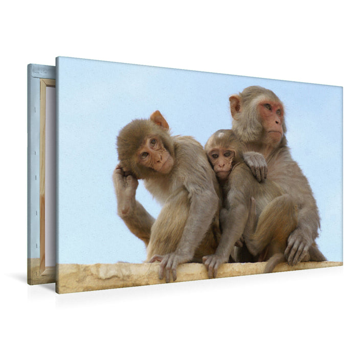 Toile textile premium Toile textile premium 120 cm x 80 cm paysage Macaque Inde 