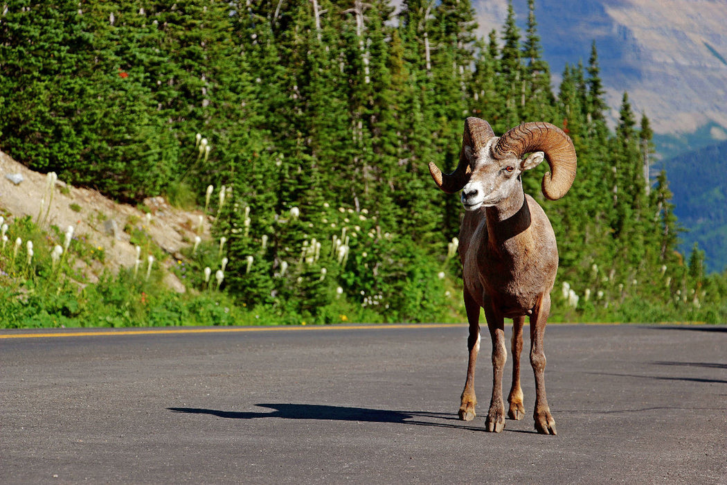 Premium textile canvas Premium textile canvas 120 cm x 80 cm landscape bighorn sheep on the Icefields Parkway in Alberta (Canada) 