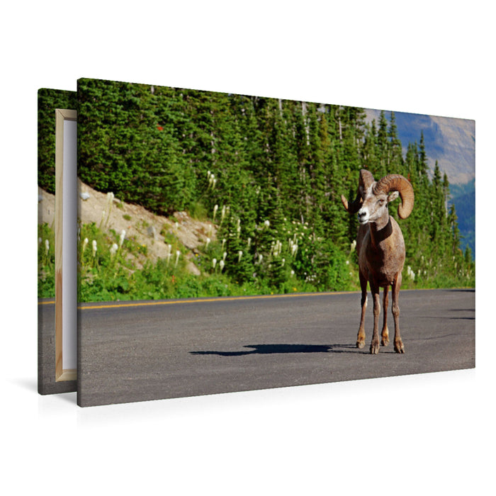 Premium Textil-Leinwand Premium Textil-Leinwand 120 cm x 80 cm quer Dickhornschaf am Icefields Parkway in Alberta (Kanada)