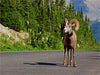 Dickhornschaf am Icefields Parkway in Alberta (Kanada) - CALVENDO Foto-Puzzle - calvendoverlag 29.99