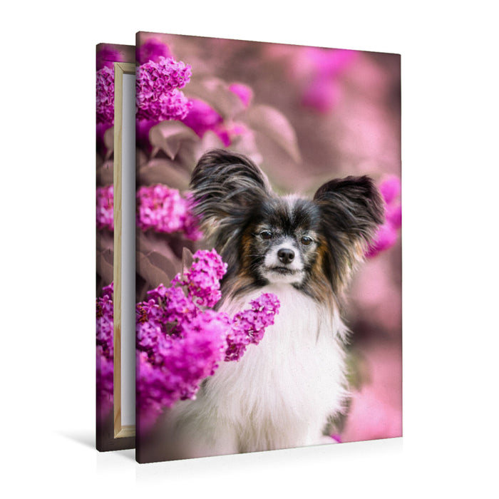 Premium textile canvas Premium textile canvas 80 cm x 120 cm high Leo, the Papillon 