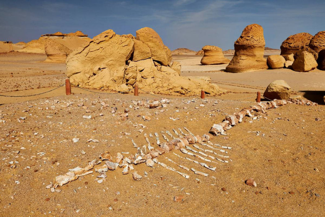 Premium textile canvas Premium textile canvas 120 cm x 80 cm landscape Petrified whale skeleton in Wadi Hitan 