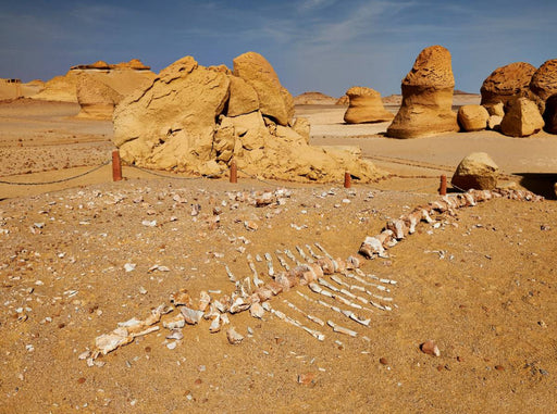 Versteinertes Wal-Skelett im Wadi Hitan - CALVENDO Foto-Puzzle - calvendoverlag 29.99