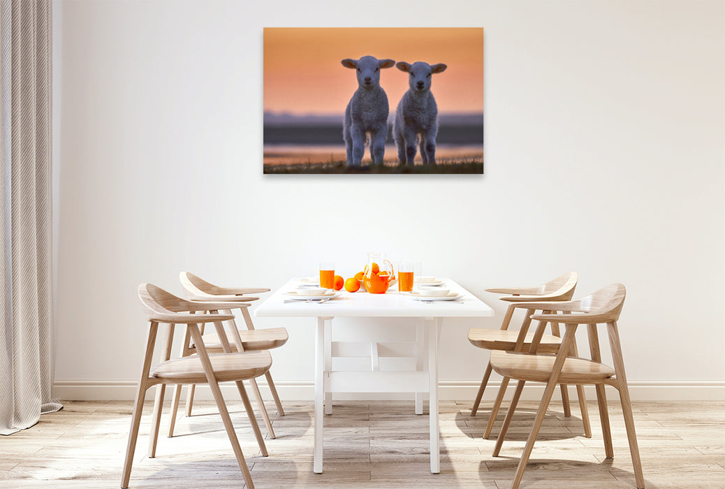 Premium textile canvas Premium textile canvas 120 cm x 80 cm landscape Lamb twins in front of the evening sky 