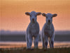 Lamm-Zwillinge vor Abendhimmel - CALVENDO Foto-Puzzle - calvendoverlag 29.99