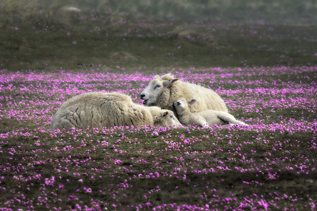 Premium textile canvas Premium textile canvas 120 cm x 80 cm across Sheep dreaming in a meadow of grass 