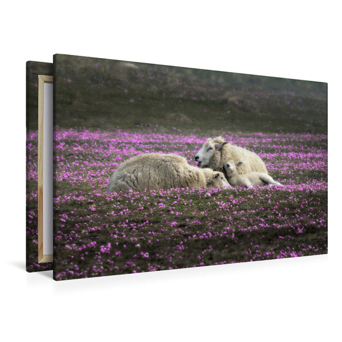 Premium textile canvas Premium textile canvas 120 cm x 80 cm across Sheep dreaming in a meadow of grass 