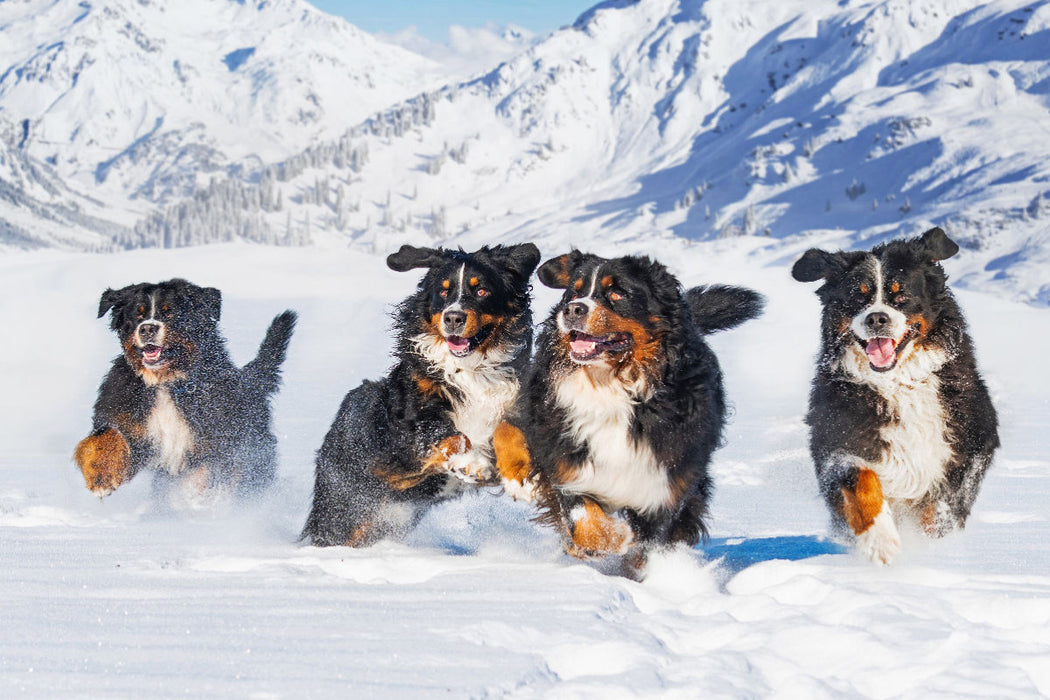 Premium textile canvas Premium textile canvas 120 cm x 80 cm across A motif from the Bernese Mountain Dog calendar A dream on four paws 