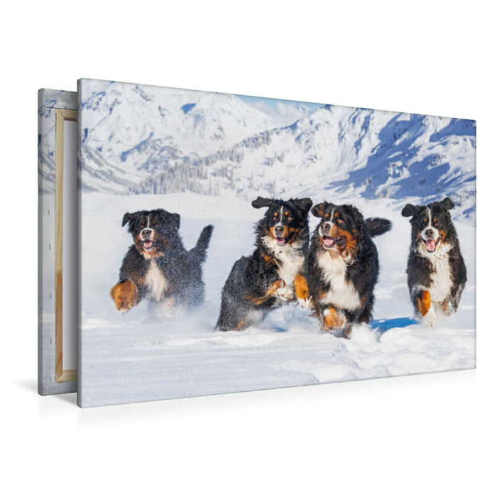 Premium textile canvas Premium textile canvas 120 cm x 80 cm across A motif from the Bernese Mountain Dog calendar A dream on four paws 