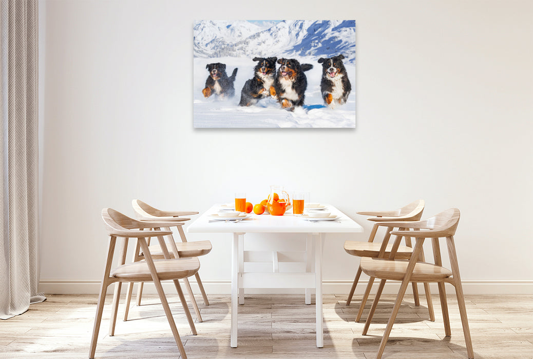 Premium textile canvas Premium textile canvas 120 cm x 80 cm across A motif from the Bernese Mountain Dog calendar A dream on four paws 