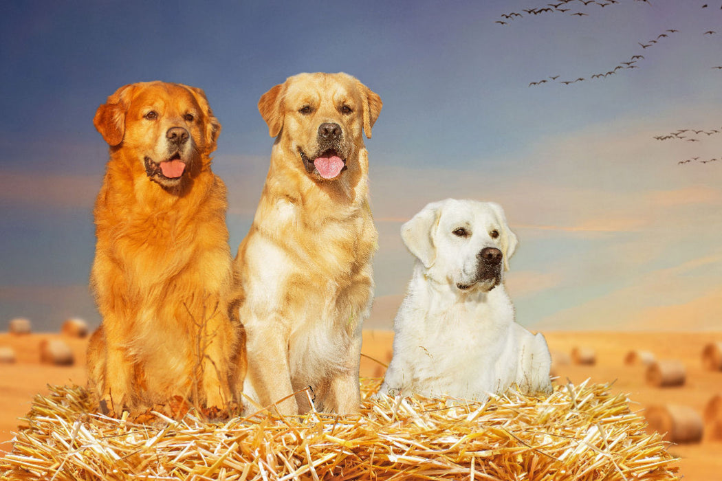 Premium textile canvas Premium textile canvas 120 cm x 80 cm landscape A motif from the calendar Golden Retriever - A friend on four paws 