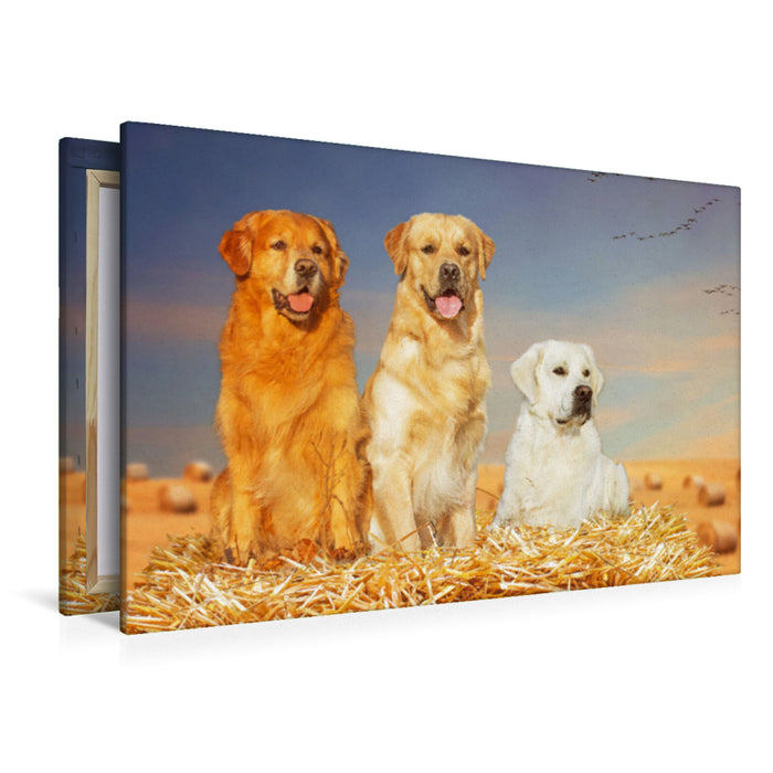 Premium textile canvas Premium textile canvas 120 cm x 80 cm landscape A motif from the calendar Golden Retriever - A friend on four paws 