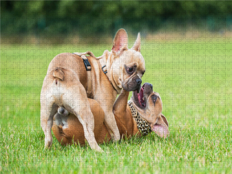 Wer ist stärker? - CALVENDO Foto-Puzzle - calvendoverlag 29.99