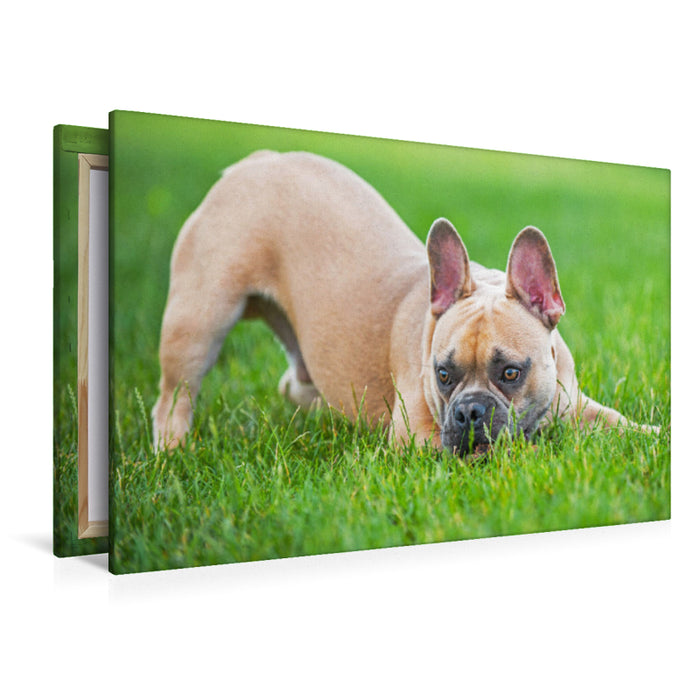 Premium Textil-Leinwand Premium Textil-Leinwand 120 cm x 80 cm quer Ein Motiv aus dem Kalender Französische Bulldogge - Kleine Helden auf vier Pfoten