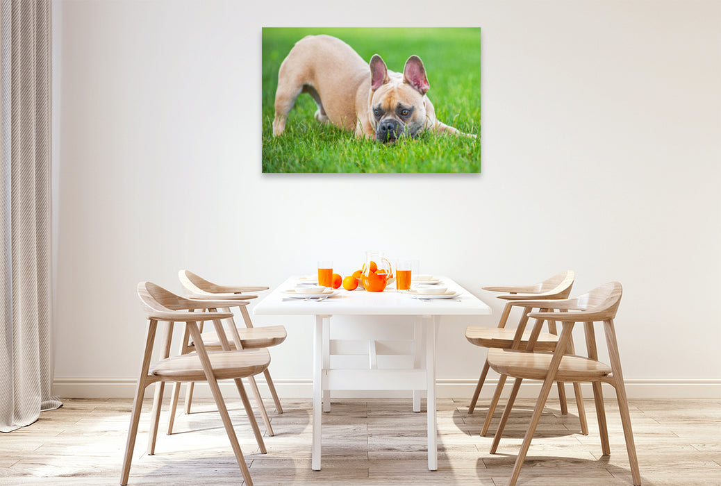 Premium Textil-Leinwand Premium Textil-Leinwand 120 cm x 80 cm quer Ein Motiv aus dem Kalender Französische Bulldogge - Kleine Helden auf vier Pfoten