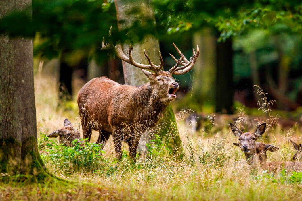 Premium textile canvas Premium textile canvas 120 cm x 80 cm landscape Red deer in rut 