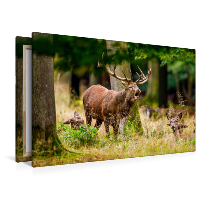 Premium textile canvas Premium textile canvas 120 cm x 80 cm landscape Red deer in rut 