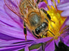 Honigbiene - CALVENDO Foto-Puzzle - calvendoverlag 29.99
