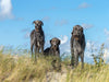 Drei Irische Wolfshunde auf einer Düne in Sankt Peter-Ording - CALVENDO Foto-Puzzle - calvendoverlag 29.99
