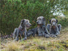 Drei irische Wolfshunde liegen entspannt im Schatten einer Kiefer - CALVENDO Foto-Puzzle - calvendoverlag 29.99
