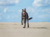 Irischer Wolfshund hat Spaß am Strand - CALVENDO Foto-Puzzle - calvendoverlag 29.99
