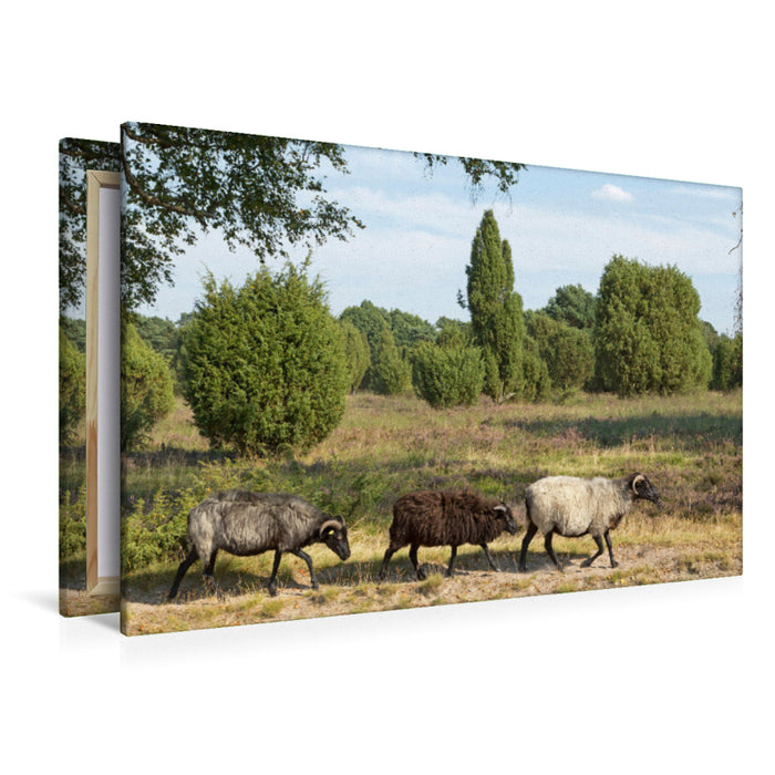 Premium textile canvas Premium textile canvas 120 cm x 80 cm landscape Heidschnucken on the move 