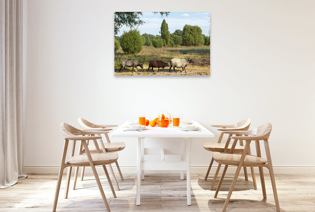 Premium textile canvas Premium textile canvas 120 cm x 80 cm landscape Heidschnucken on the move 