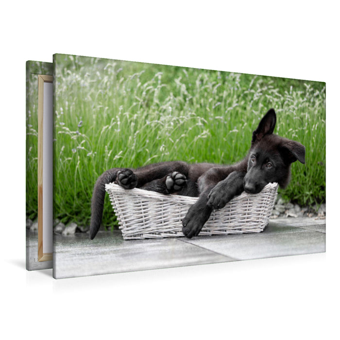 Premium textile canvas Premium textile canvas 120 cm x 80 cm landscape Little Police Dog 