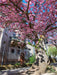 Die Stresemannstrasse im Blütenzauber. - CALVENDO Foto-Puzzle - calvendoverlag 29.99