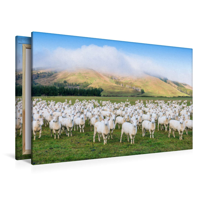 Premium textile canvas Premium textile canvas 120 cm x 80 cm landscape Flock of sheep, Canterbury 
