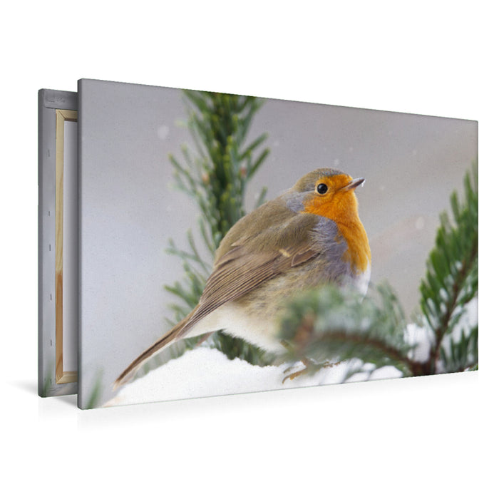 Premium textile canvas Premium textile canvas 120 cm x 80 cm landscape Fluffed up robin 