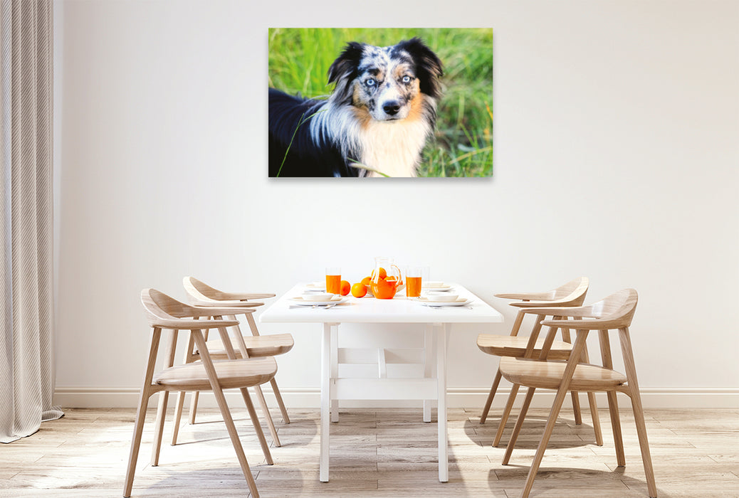 Premium textile canvas Premium textile canvas 120 cm x 80 cm landscape Mini Australian Shepherd 