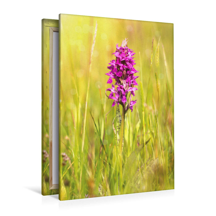 Premium textile canvas Premium textile canvas 80 cm x 120 cm high Broad-leaved orchid 
