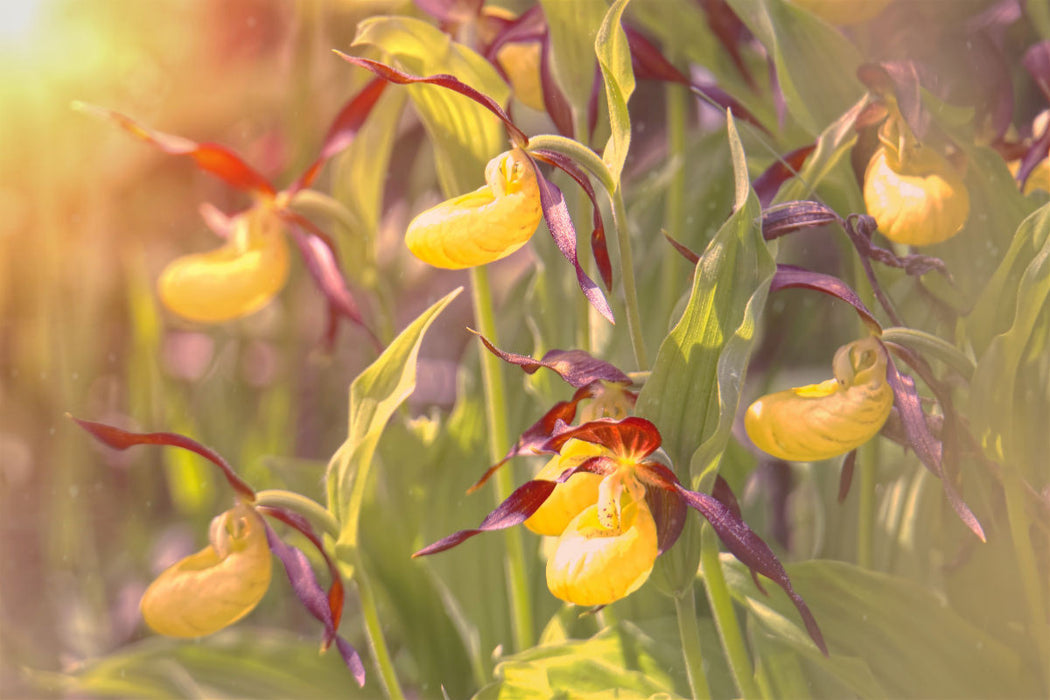 Premium textile canvas Premium textile canvas 120 cm x 80 cm landscape A motif from the calendar Yellow Lady's Slipper 