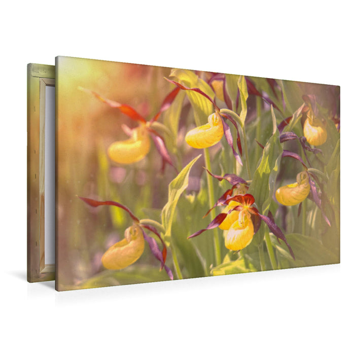 Premium textile canvas Premium textile canvas 120 cm x 80 cm landscape A motif from the calendar Yellow Lady's Slipper 