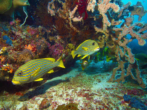 Süßlippen im Korallenriff - Raja Ampat - CALVENDO Foto-Puzzle - calvendoverlag 29.99