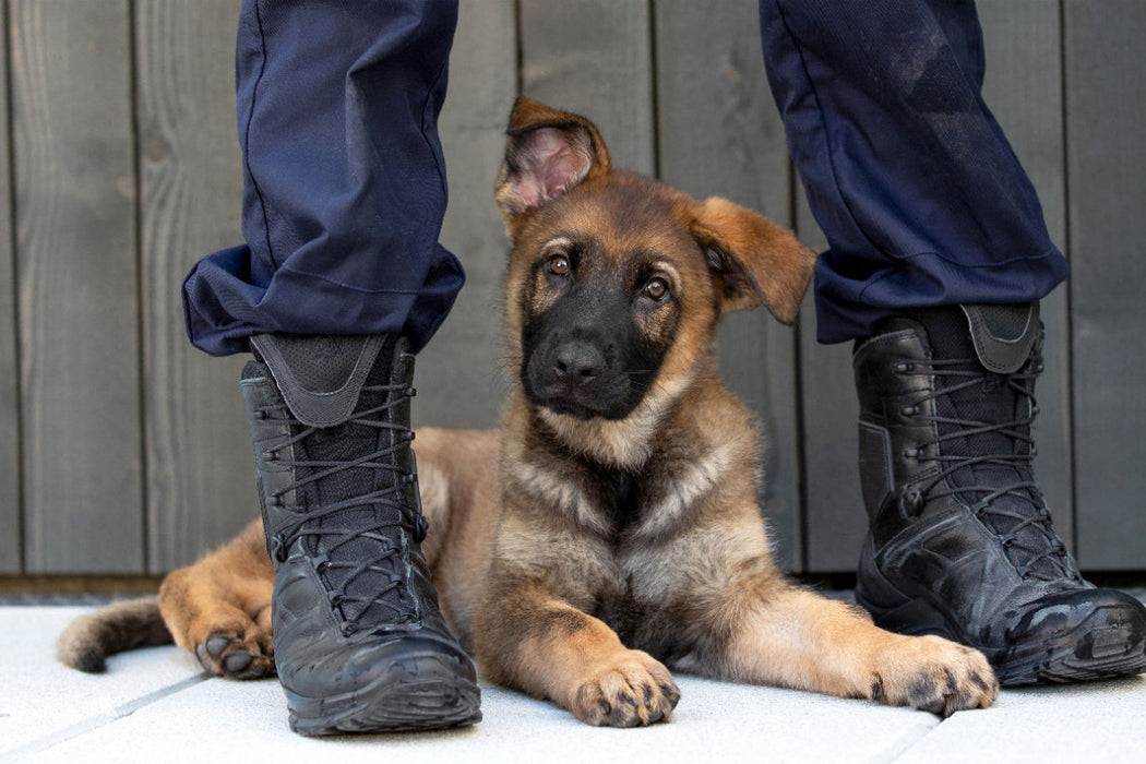 Premium Textil-Leinwand Premium Textil-Leinwand 120 cm x 80 cm quer Sweet Little Police Dog